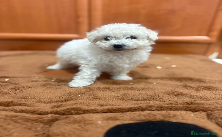 Caniche Toy perros - Anuncio 16