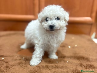 Caniche Toy perros - Anuncio 31