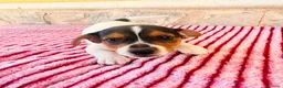 Jack Russell Terrier perros en venta: Jack Russell terrier  - Anuncio 8