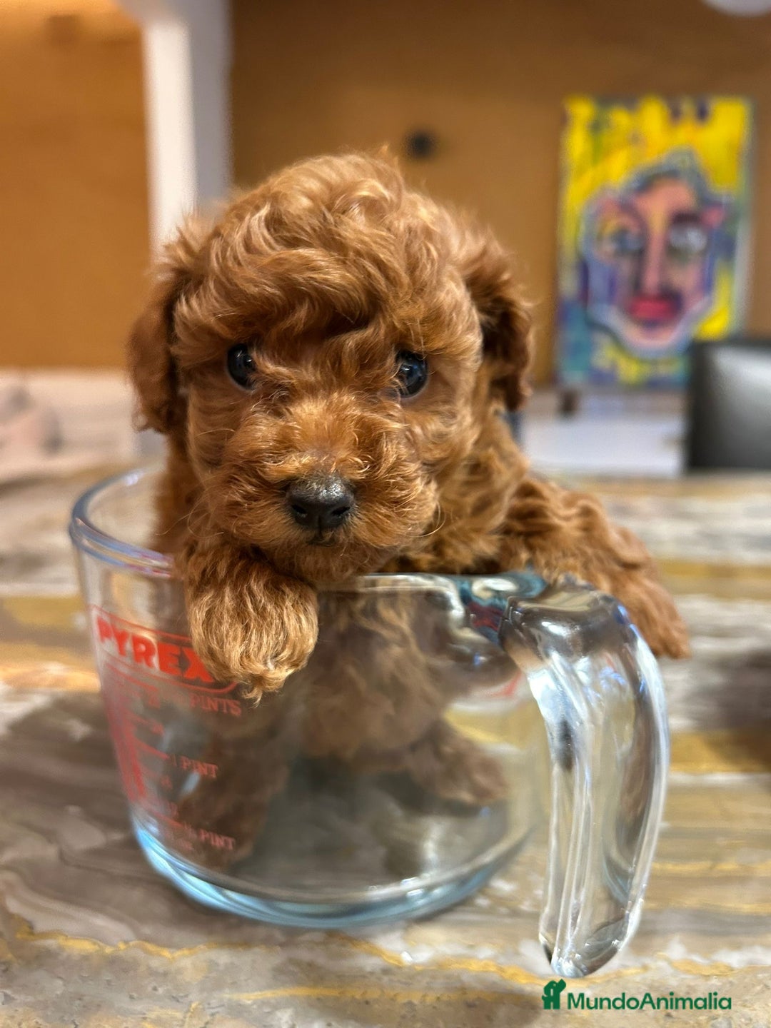 Caniche Toy perros en venta: Caniche Toy 🧸 - Anuncio 3