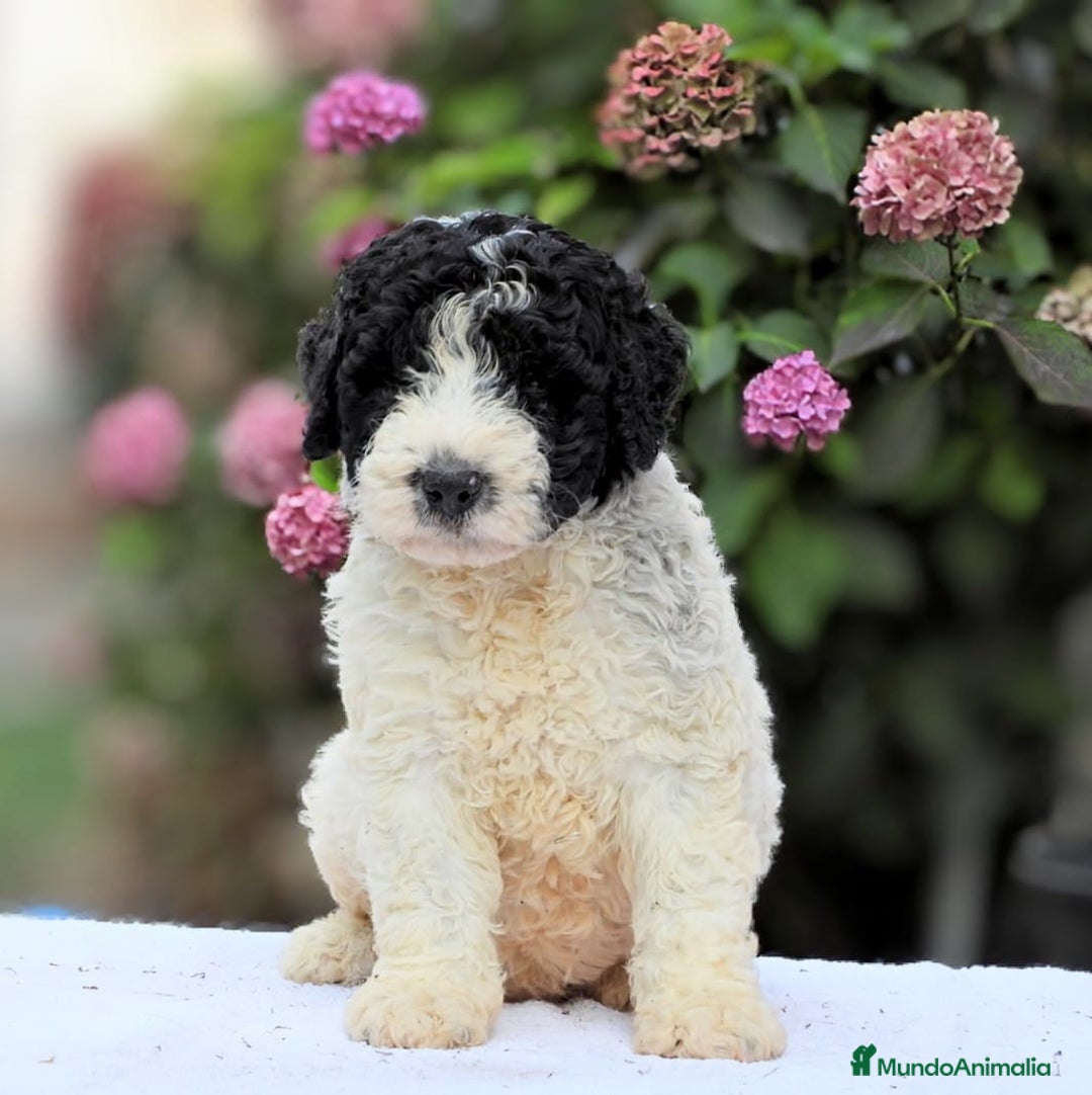 Perro de Agua Español perros en venta: Preciosa camada de perro de agua español - Imagen 12