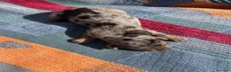 Teckel perros en venta: perro salchicha bebe en Madrid - Anuncio 5