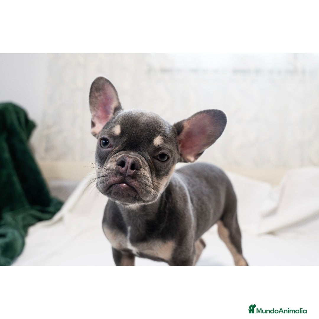Bulldog Francés perros en venta: Última hembrita de bulldog francés 🩶 - Anuncio 1
