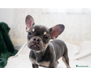 Bulldog Francés perros Última hembrita de bulldog francés 🩶 - Anuncio 1