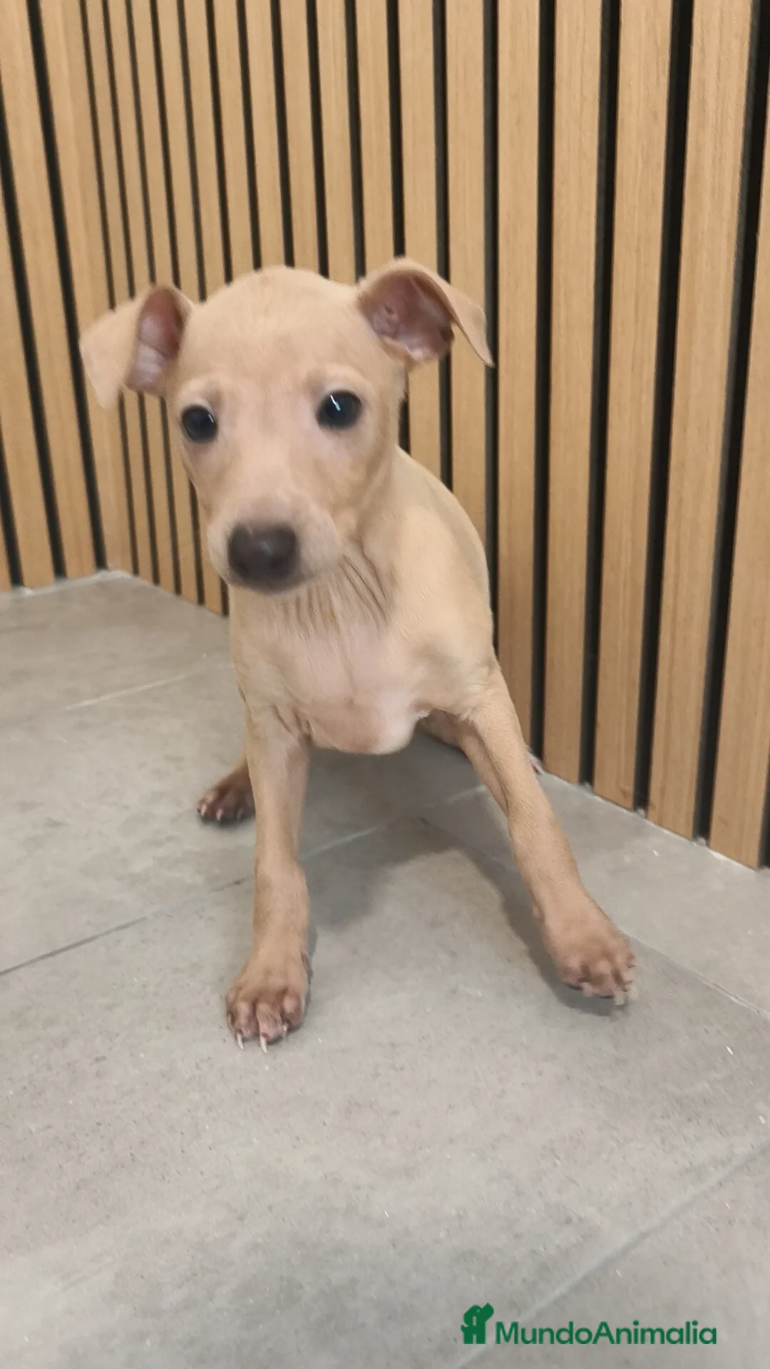 Pequeño Lebrel Italiano perros en venta: Piccolo Galgo Italiano Lebrel - Anuncio 18