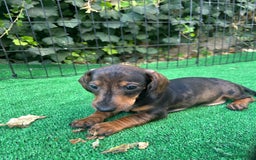 Teckel Miniatura perros en venta: teckel arlequin  - Imagen 5