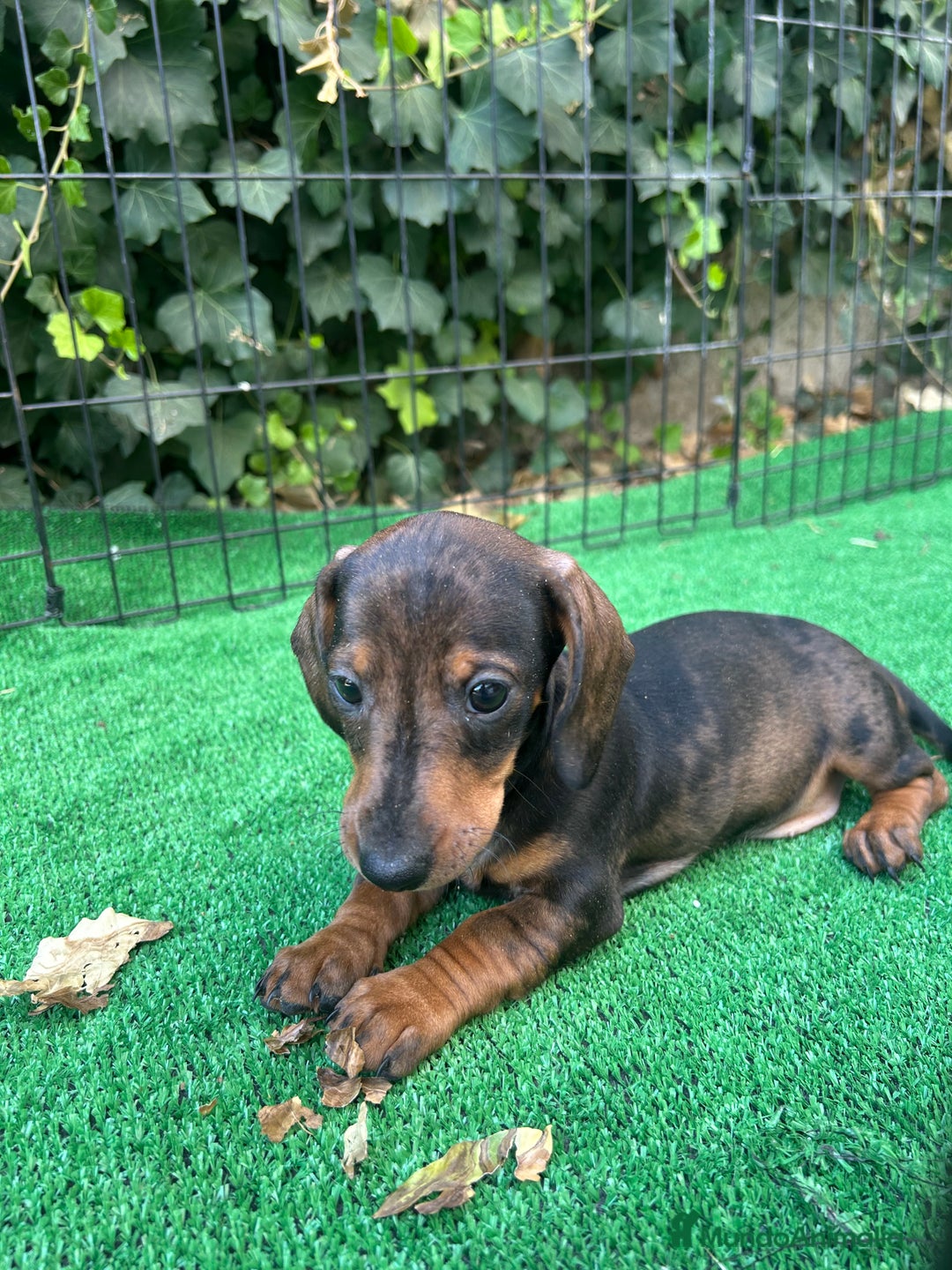 Teckel Miniatura perros en venta: teckel arlequin  - Imagen 5