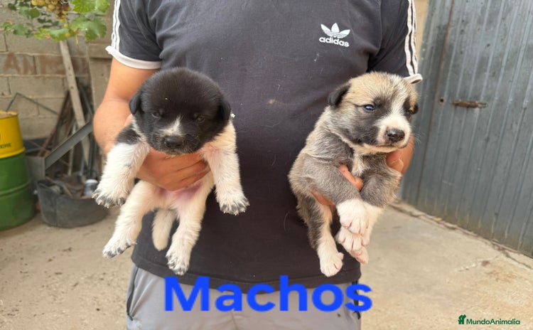 Mastín Español perros - Anuncio 1