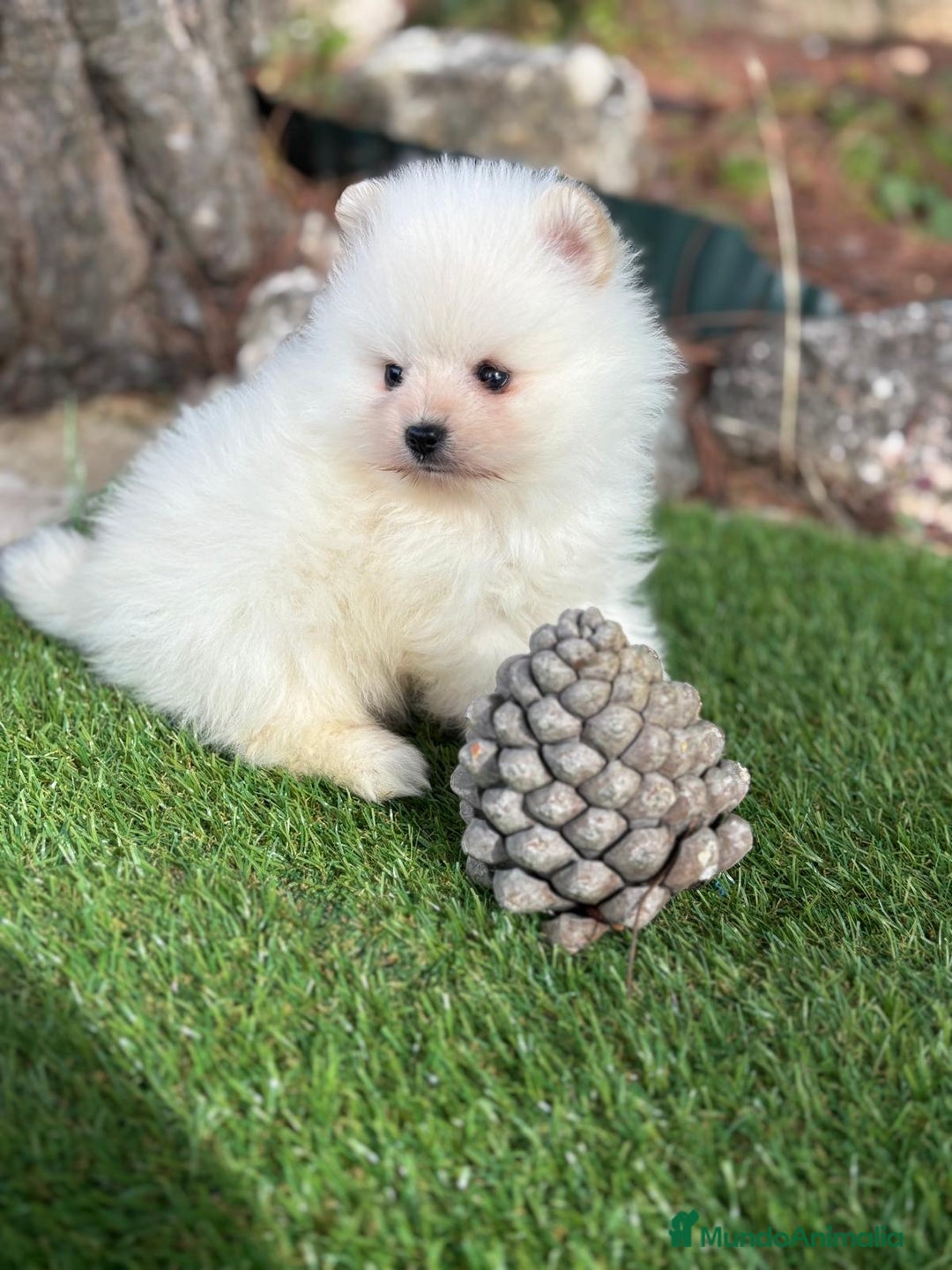 Pomerania perros en venta: Pomerania macho toy para diciembre.  - Imagen 3