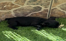 Bulldog Francés perros en venta: Bulldog francés hembra  - Imagen 4