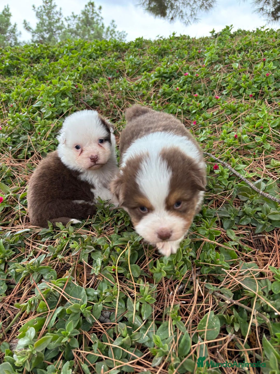 Pastor Australiano perros en venta: Pastor Australiano  - Imagen 12
