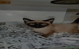 Siamés gatos en venta: Siamés  - Imagen 2