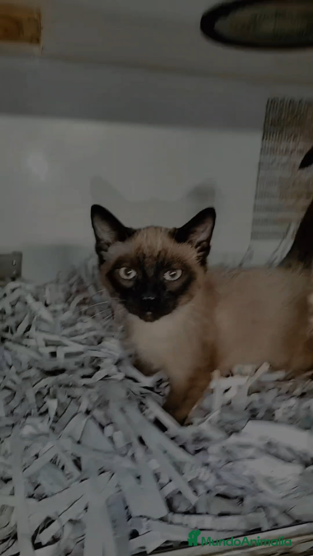 Siamés gatos en venta: Siamés  - Imagen 2