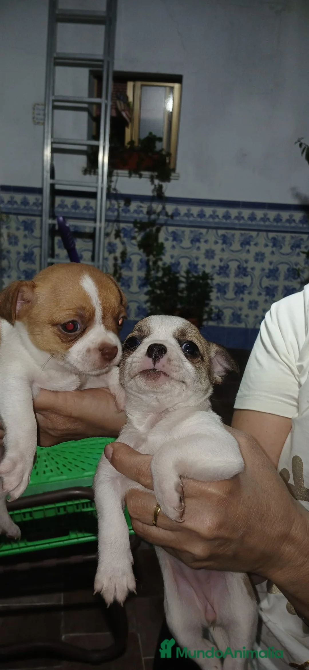 Chihuahua perros en venta: Chihuahua macho bicolor  - Anuncio 2