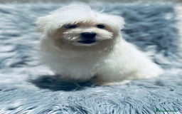 Bichón Maltés perros en venta: Bichon maltés toy  - Imagen 1