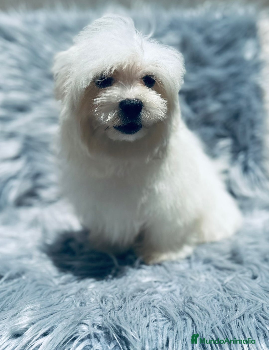 Bichón Maltés perros en venta: Bichon maltés toy  - Imagen 1