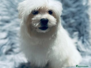 Bichón Maltés perros - Anuncio 30