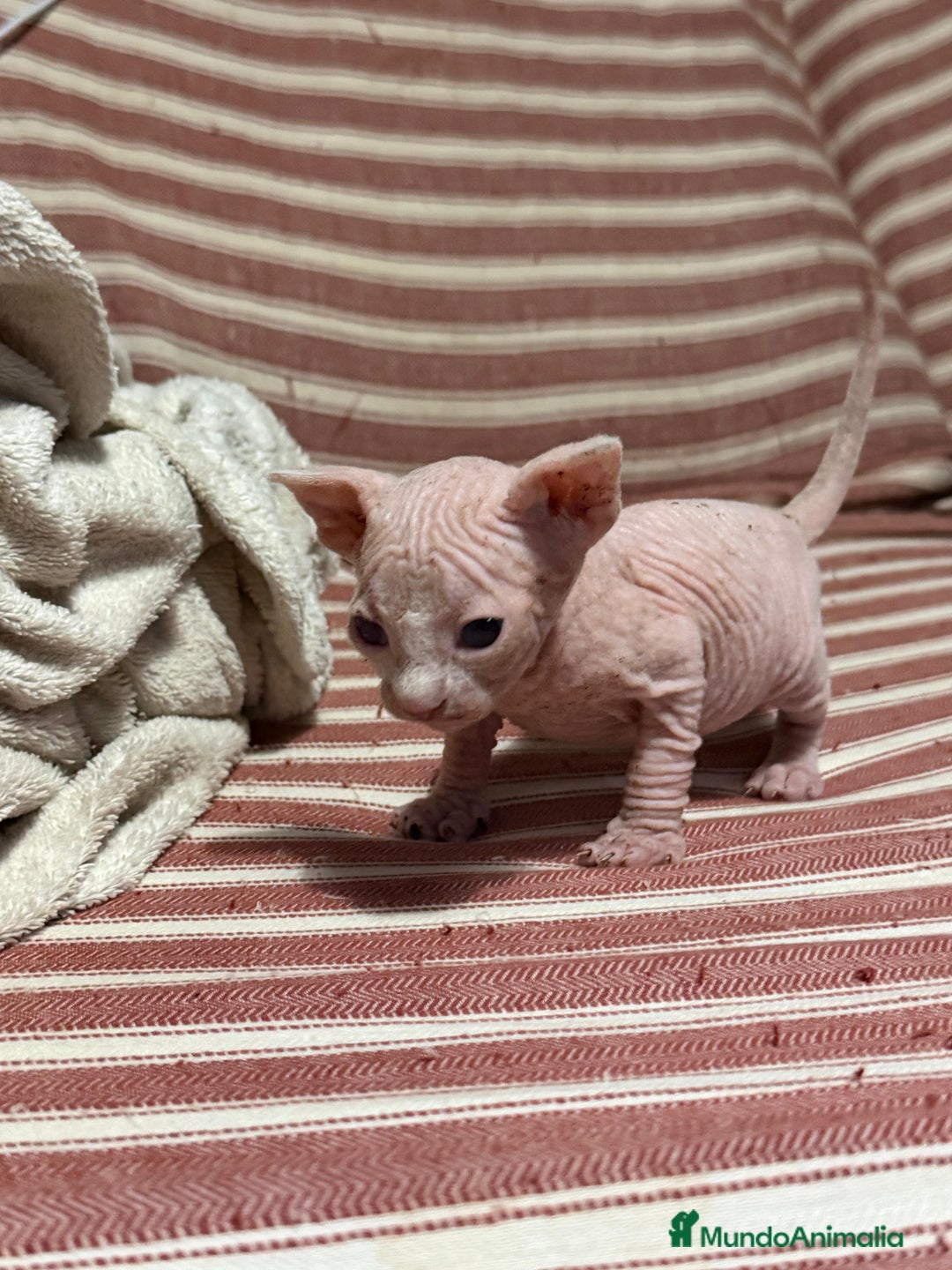 Sphynx gatos en venta: Camada Sphynx enero - Anuncio 3