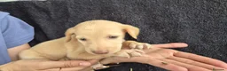 Podenco Andaluz perros en venta: Cachorros podenco andaluz puro - Anuncio 8