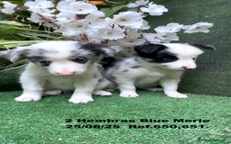 Border Collie perros en venta: BORDER COLLIE hembras Blue Merle - Imagen 12