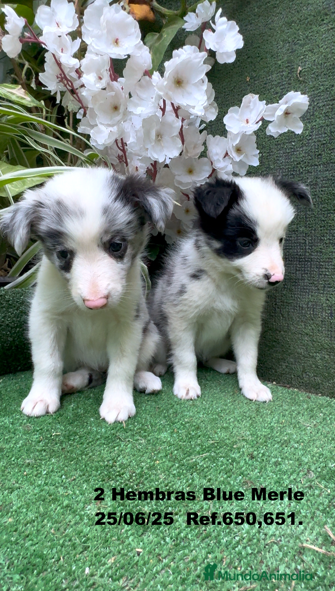 Border Collie perros en venta: BORDER COLLIE hembras Blue Merle - Imagen 12