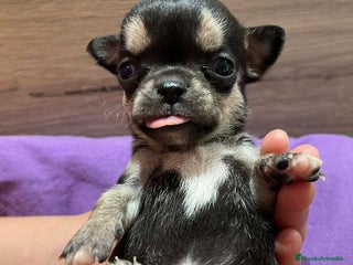 Chihuahua perros en Barcelona - Anuncio 9