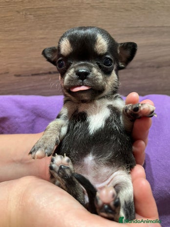 Chihuahua perros en Barcelona - Anuncio 3