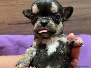 Chihuahua perros chihuahuas toys en Barcelona - Anuncio 14