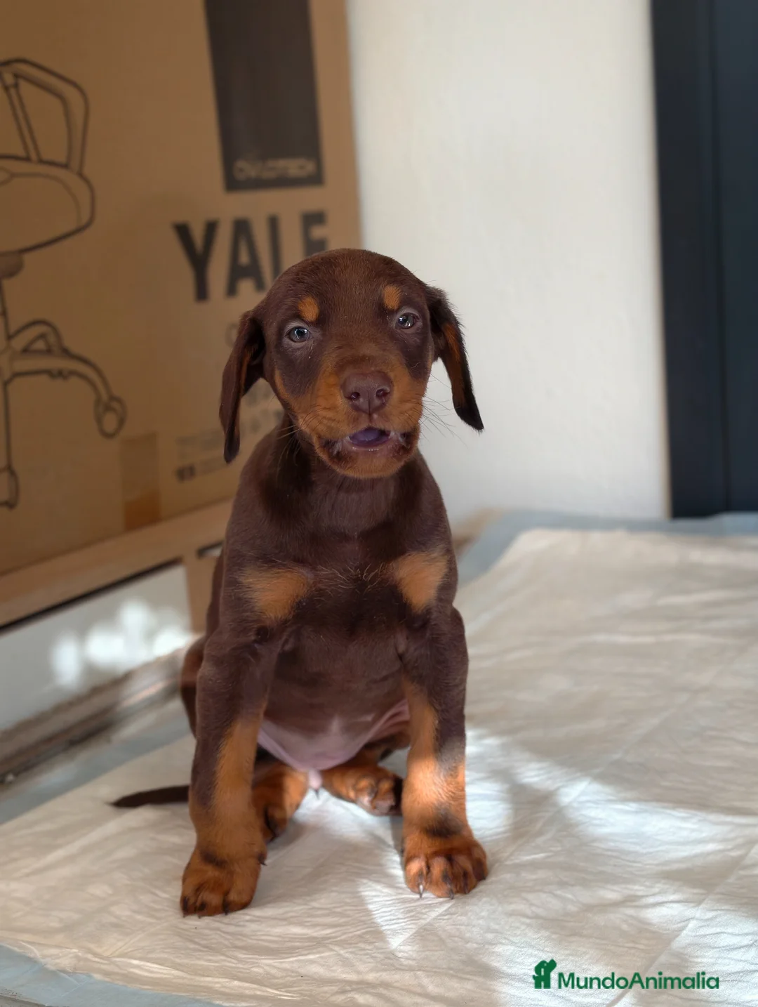 Dobermann perros en venta: Doberman línea europea  - Anuncio 2