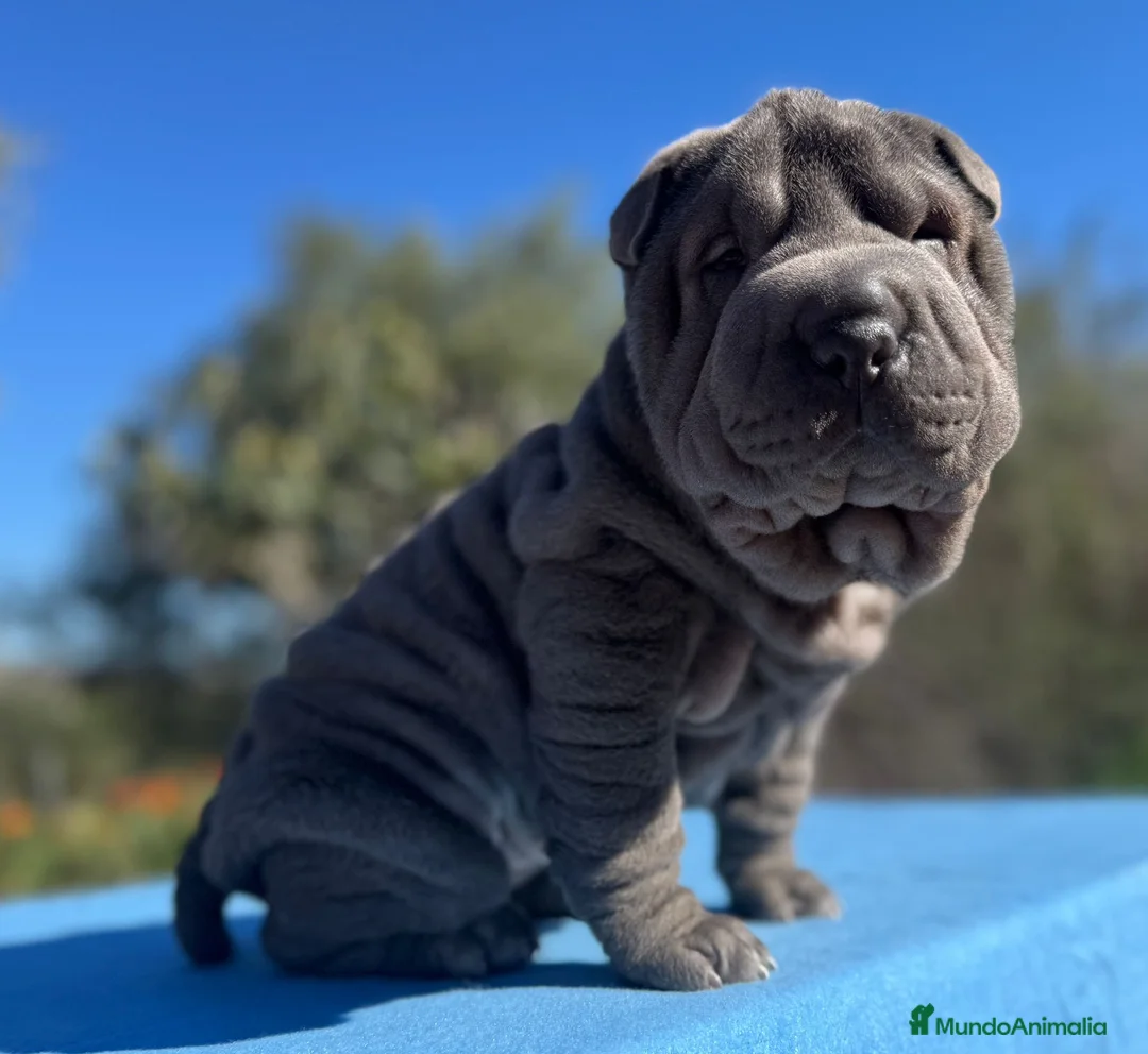 Shar Pei perros en venta: CACHORROS SHAR PEI en Málaga - Anuncio 7