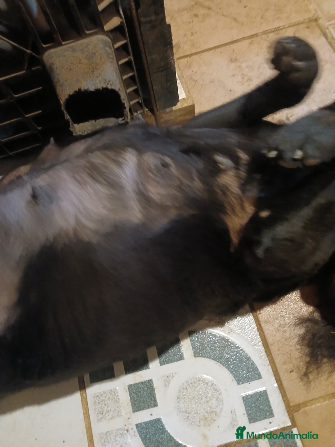 Labrador Retriever perros en venta: Cachorros de Labrador Retriever - Anuncio 4