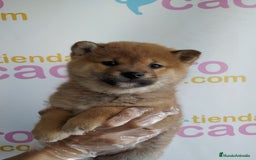 Shiba Inu perros en venta: SHIBA INU - Imagen 1