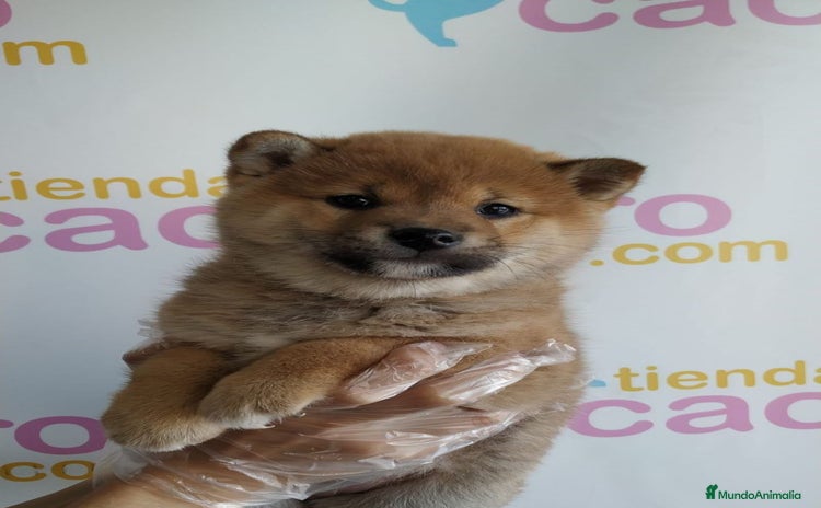 Shiba Inu perros - Anuncio 5