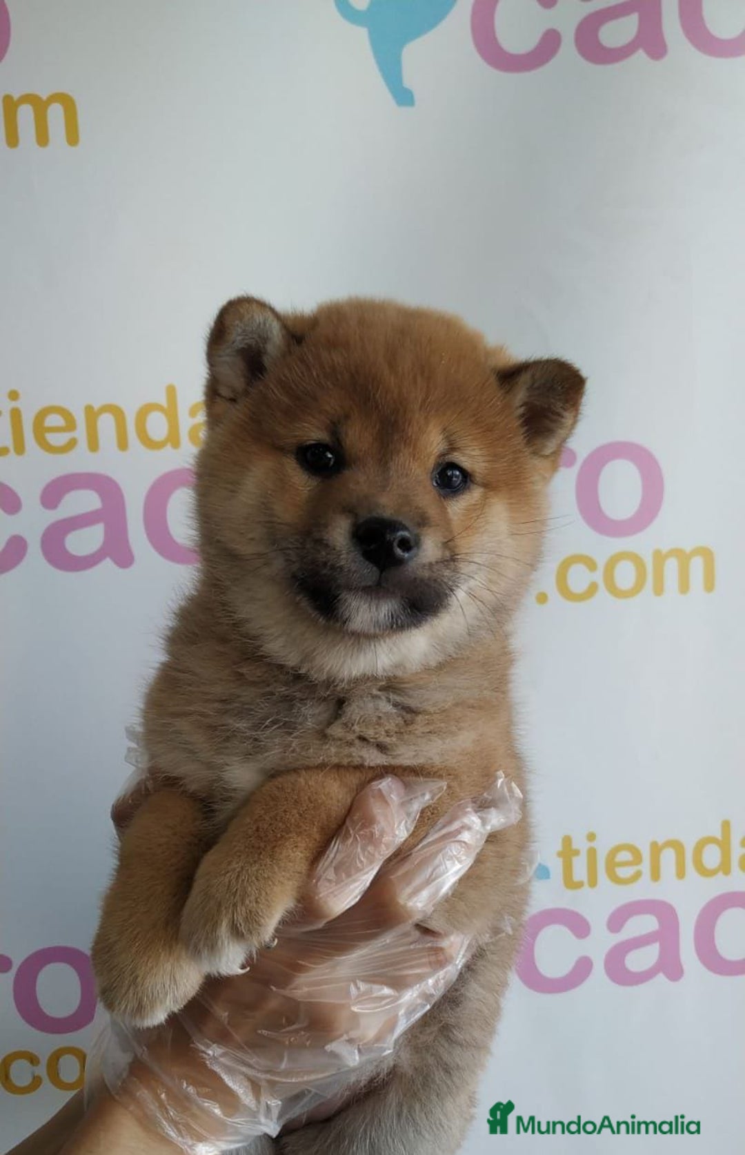 Shiba Inu perros en venta: SHIBA INU - Imagen 1