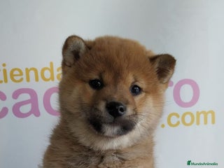 Shiba Inu perros - Anuncio 23