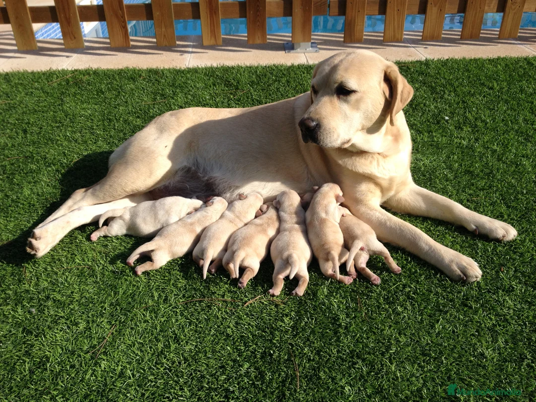 Labrador Retriever perros en venta: Cachorros labrador retriever top - Anuncio 15