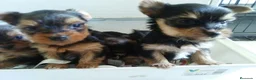 Yorkshire Terrier perros en venta: CACHORROS YORKSHIRE TERRIER - Anuncio 3
