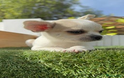 Chihuahua perros en venta: CHIHUAHUA MACHO - Imagen 2