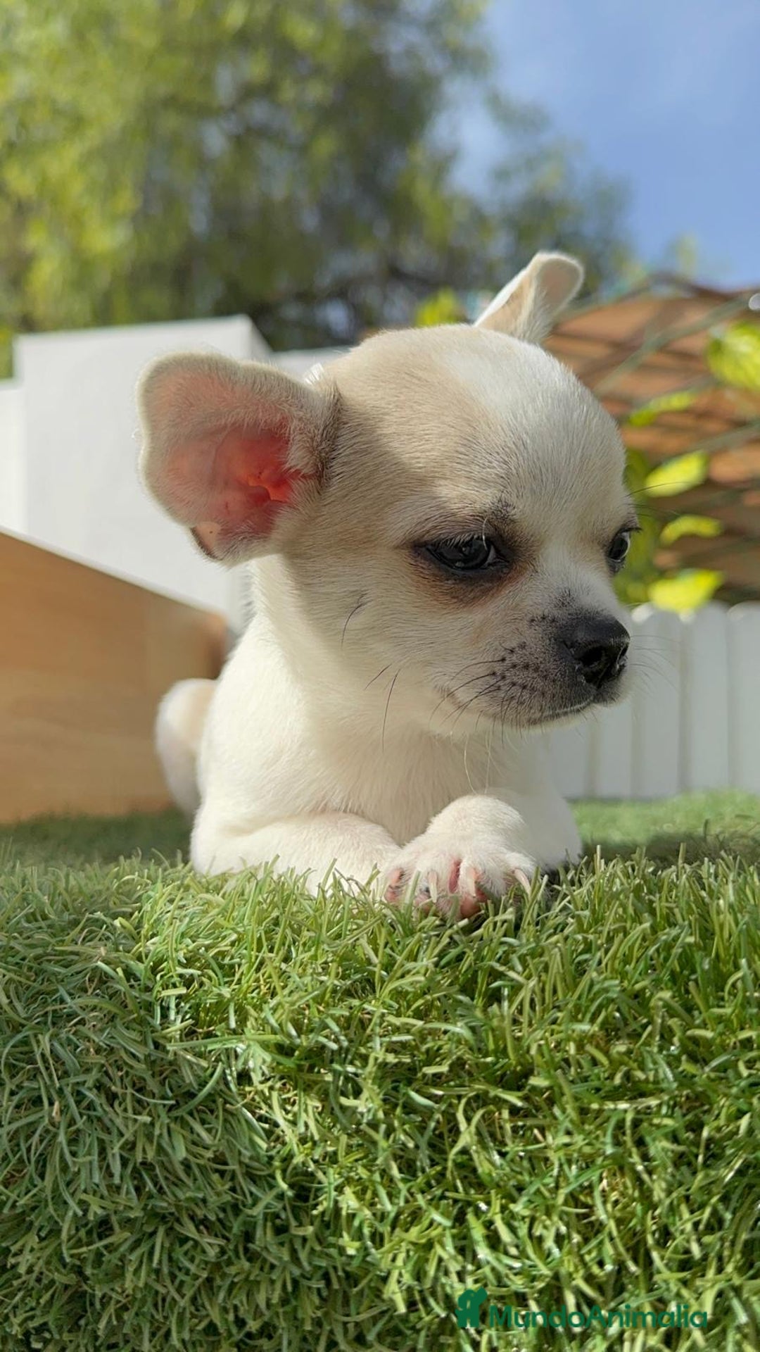 Chihuahua perros en venta: CHIHUAHUA MACHO - Imagen 2