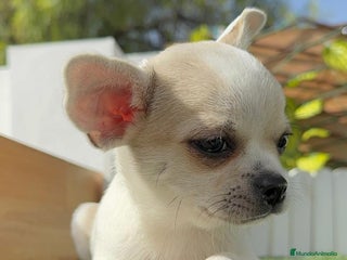 Chihuahua perros - Anuncio 1