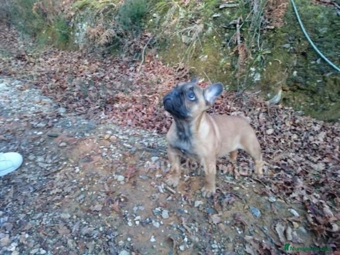 Imagen de galería {{count}}