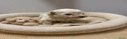 Caniche Toy perros en venta: PRECIOSA CAMADA DE CANICHE TOY ✨🐩 - Anuncio 1