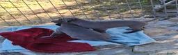 Dogo Alemán perros en venta: Cachorros de Gran Danés o Dogo Alemán - Anuncio 4