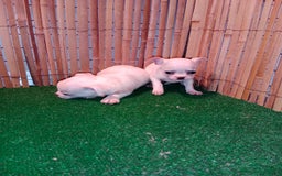 Chihuahua perros en venta: Achuchable cachorrito de Chihuahua - Imagen 1