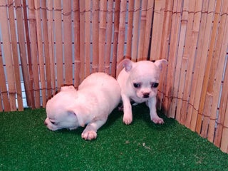 Chihuahua perros - Anuncio 4