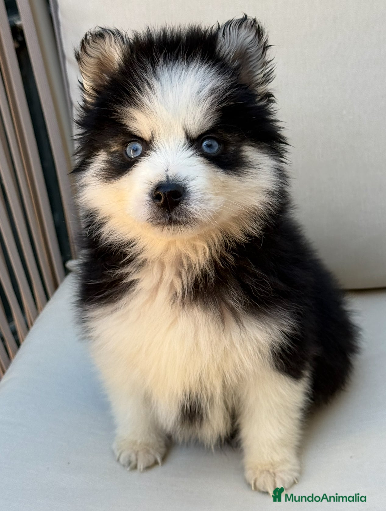 Pomsky perros Pomsky excelente pelo  - Anuncio 2