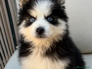 Pomsky perros Pomsky excelente pelo - Anuncio 2