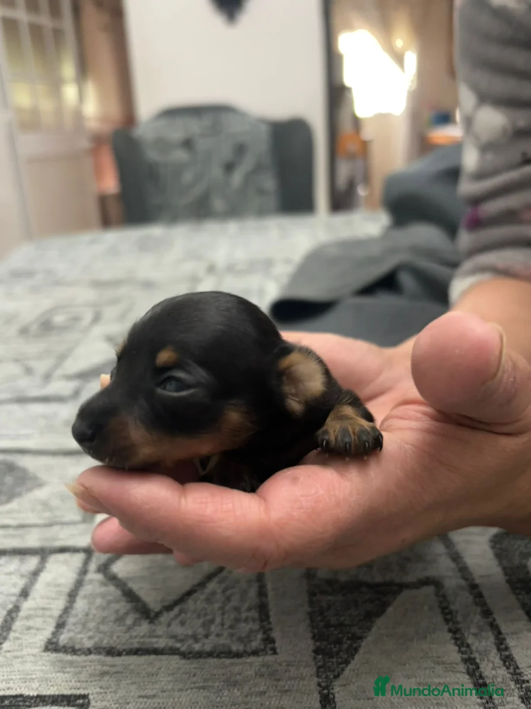 Pinscher Miniatura perros en venta: Hembra de mini pinche  - Anuncio 2