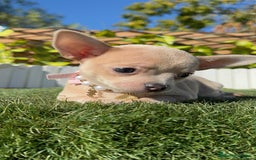 Chihuahua perros en venta: CHIHUAHUA HEMBRA - Anuncio 7