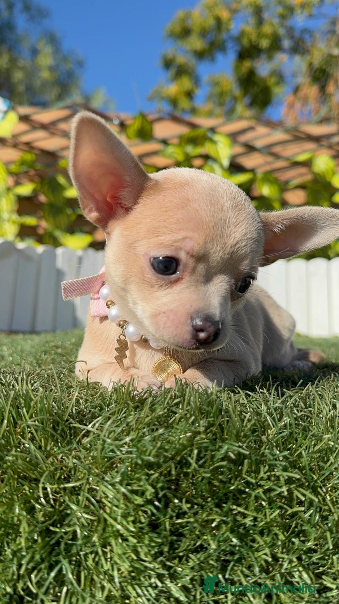 Chihuahua perros en venta: CHIHUAHUA HEMBRA - Anuncio 7